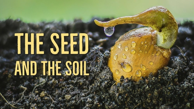 theseedandthesoil